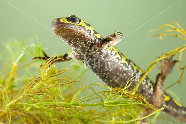 Marbled Newt  (Triturus marmoratus)