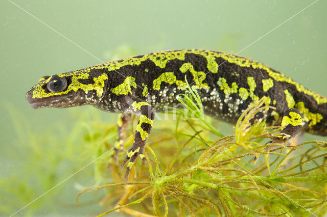 Marbled Newt  (Triturus marmoratus)