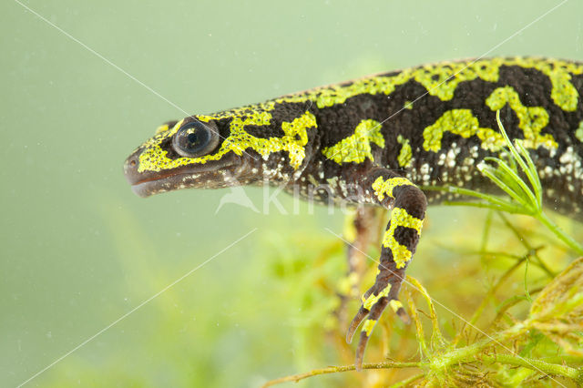 Marbled Newt  (Triturus marmoratus)