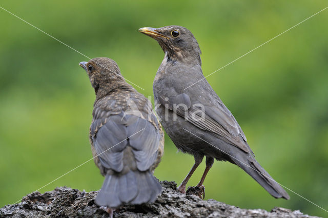 Merel (Turdus merula)