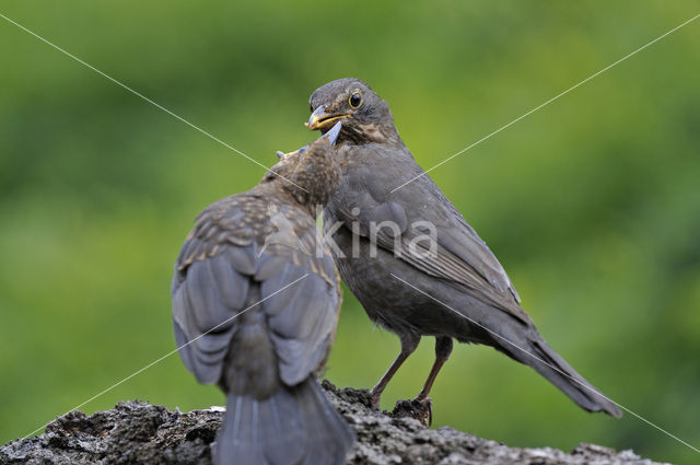 Merel (Turdus merula)