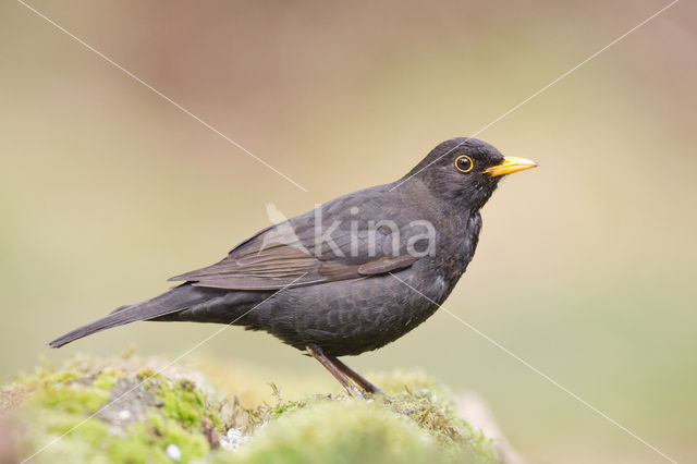 Eurasian Blackbird (Turdus merula)