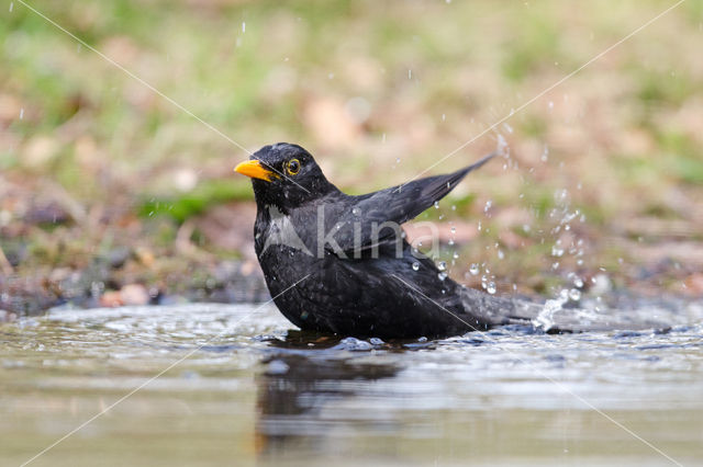 Eurasian Blackbird (Turdus merula)