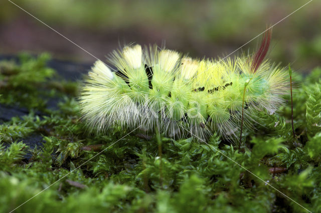 Pale Tussock (Calliteara pudibunda)