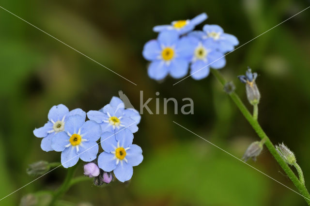 Waterforget-me-not (Myosotis scorpioides)