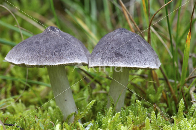 Grey Knight (Tricholoma myomyces)