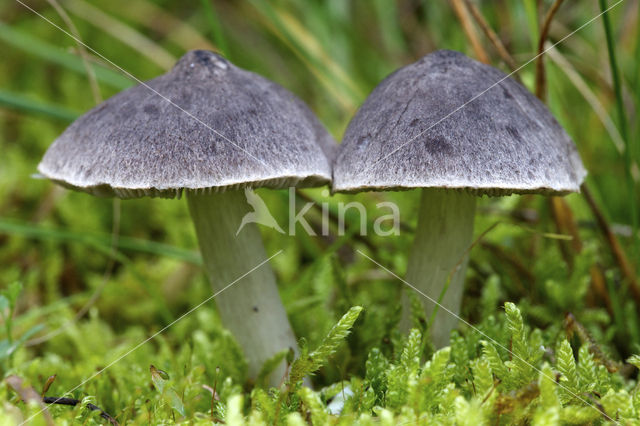 Muisgrijze ridderzwam (Tricholoma myomyces)