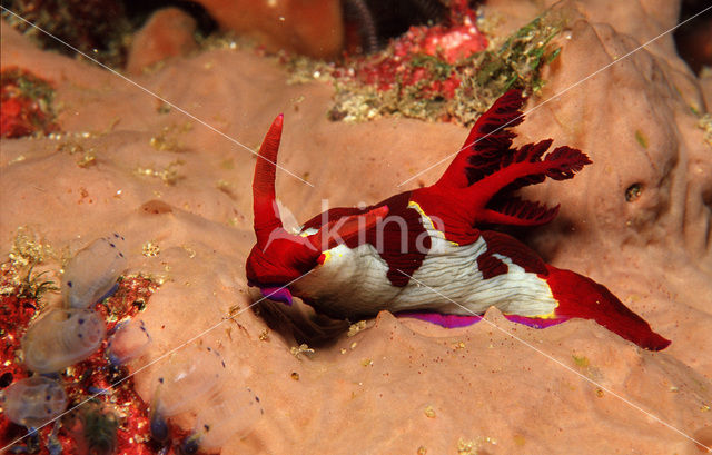 nudibranch