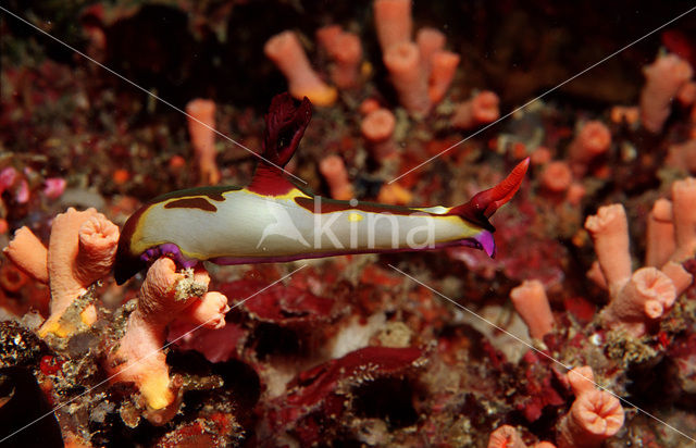 Naaktslak (Nembrotha sp)