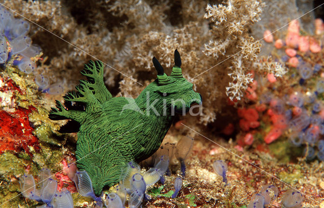 Neon Slug (Tambja sp.)