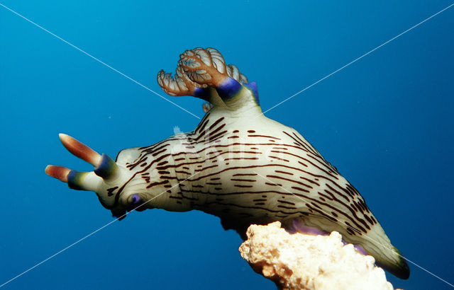 nudibranch