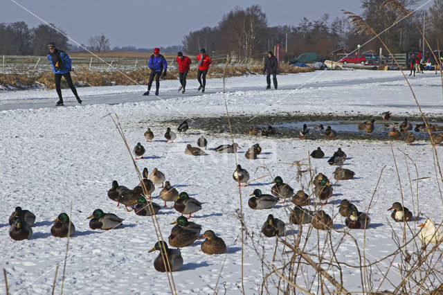 Nieuwkoopse Plassen