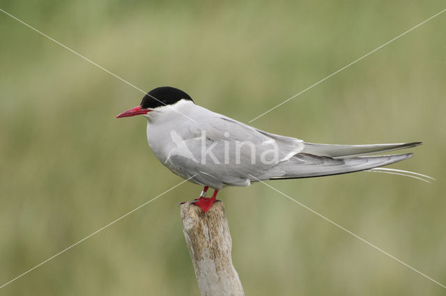 Arctic Tern (Sterna paradisaea)