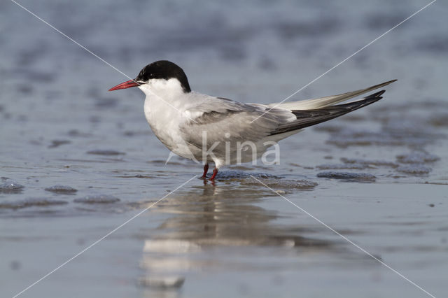 Arctic Tern (Sterna paradisaea)