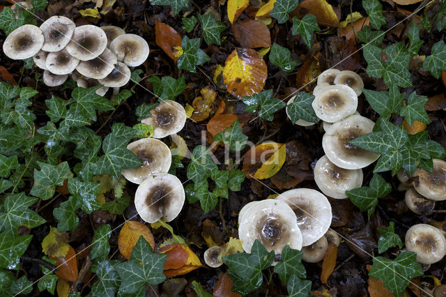 Olijfkleurige slijmkop (Hygrophorus persoonii)