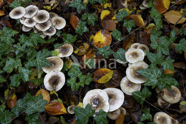 Olijfkleurige slijmkop (Hygrophorus persoonii)