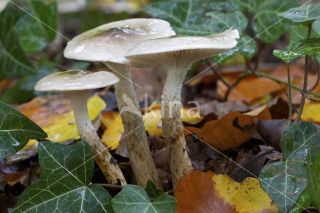 Olijfkleurige slijmkop (Hygrophorus persoonii)