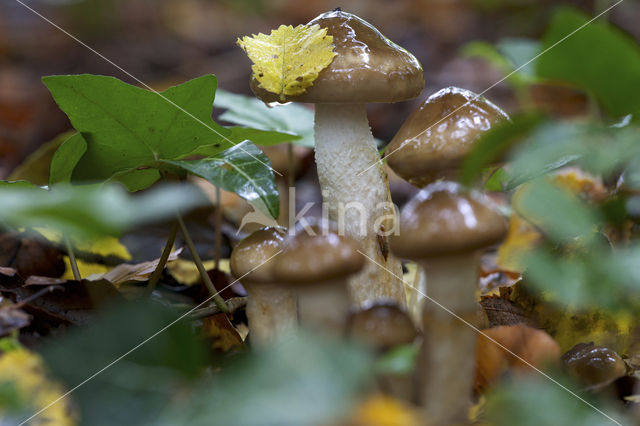 Olijfkleurige slijmkop (Hygrophorus persoonii)