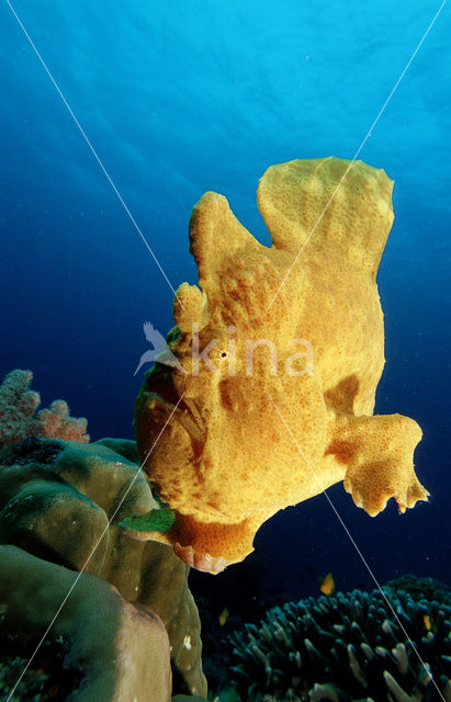 Oranje Hengelaarsvis (Antennarius commersonii)