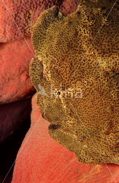 Oranje Hengelaarsvis (Antennarius commersonii)
