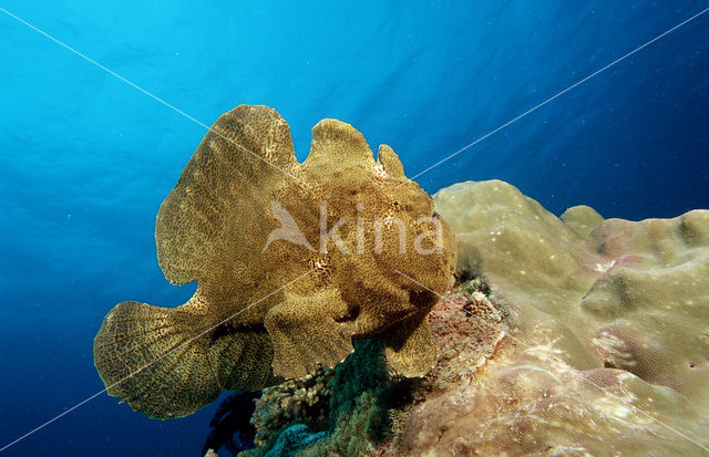 Giant Frogfish (Antennarius commersonii)