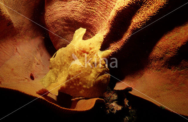 Oranje Hengelaarsvis (Antennarius commersonii)