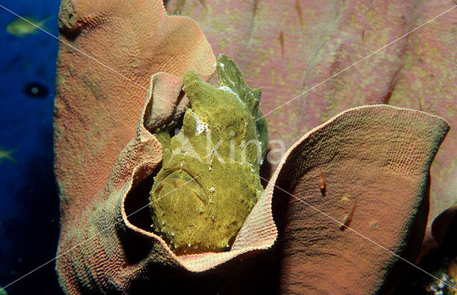 Giant Frogfish (Antennarius commersonii)