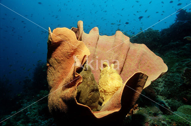 Oranje Hengelaarsvis (Antennarius commersonii)