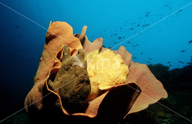 Giant Frogfish (Antennarius commersonii)