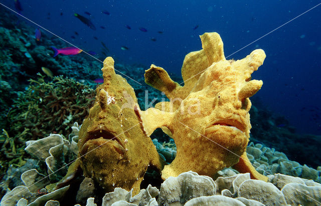 Giant Frogfish (Antennarius commersonii)