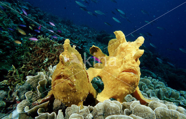 Giant Frogfish (Antennarius commersonii)