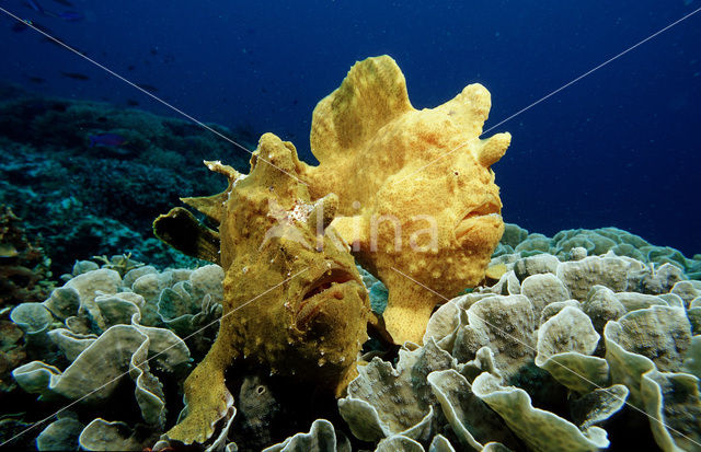 Oranje Hengelaarsvis (Antennarius commersonii)