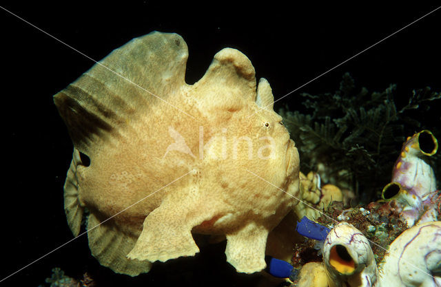 Oranje Hengelaarsvis (Antennarius commersonii)