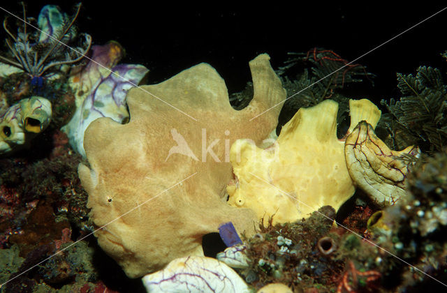 Giant Frogfish (Antennarius commersonii)