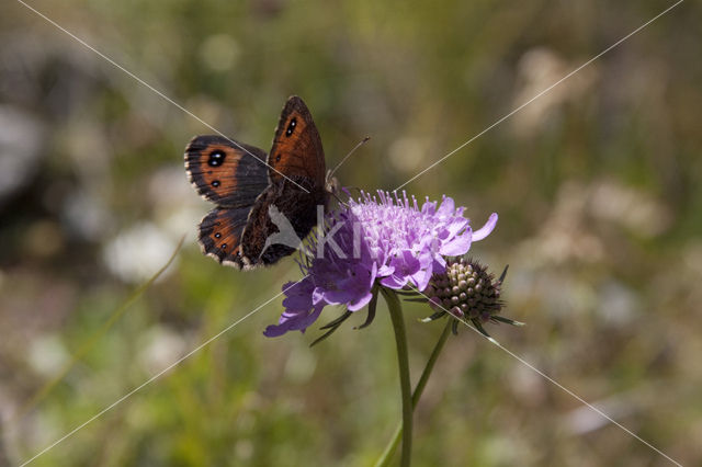 Oranje zandoogje (Pyronia tithonus)