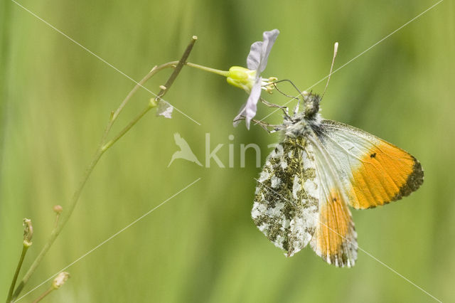 Oranjetipje (Anthocharis cardamines)