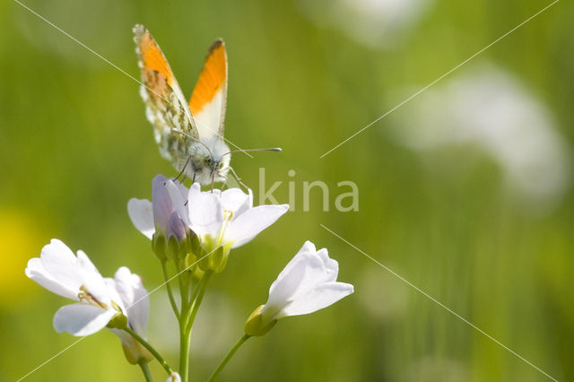 Oranjetipje (Anthocharis cardamines)