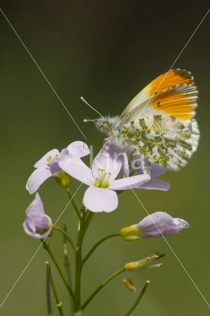 Orange-tip (Anthocharis cardamines)