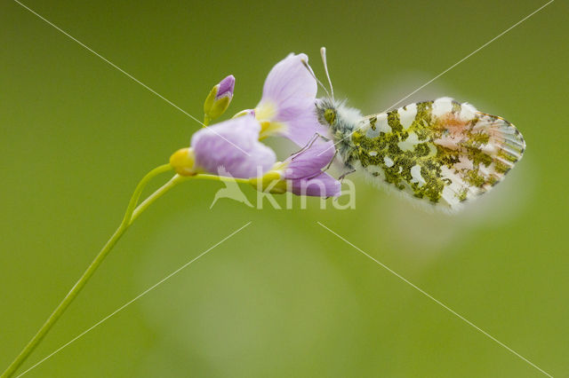 Orange-tip (Anthocharis cardamines)