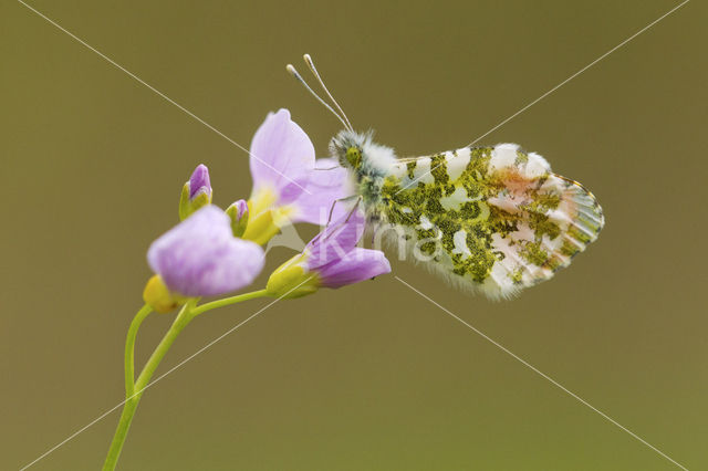 Oranjetipje (Anthocharis cardamines)