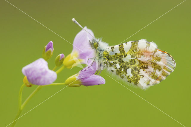 Oranjetipje (Anthocharis cardamines)