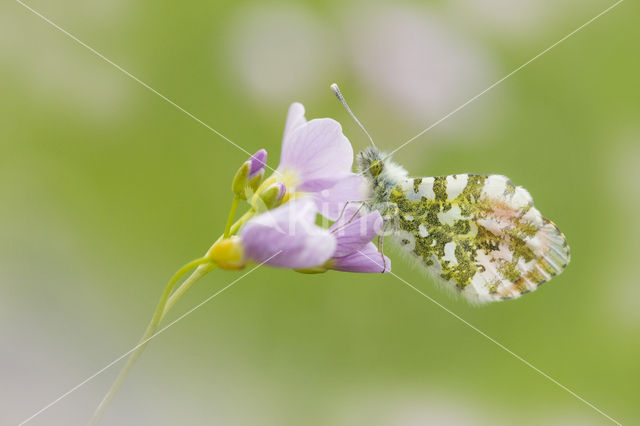 Oranjetipje (Anthocharis cardamines)