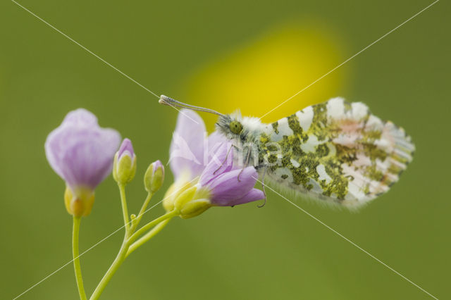 Orange-tip (Anthocharis cardamines)