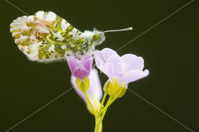 Oranjetipje (Anthocharis cardamines)