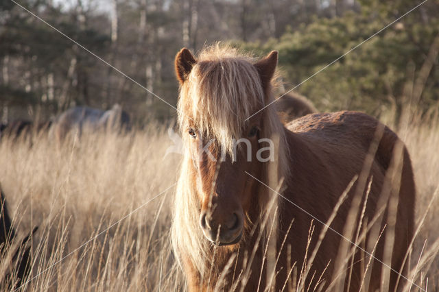 Paard (Equus spp)