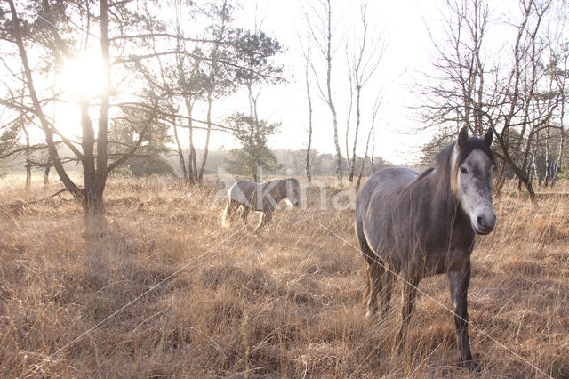 Paard (Equus spp)