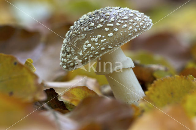 Panteramaniet (Amanita pantherina)