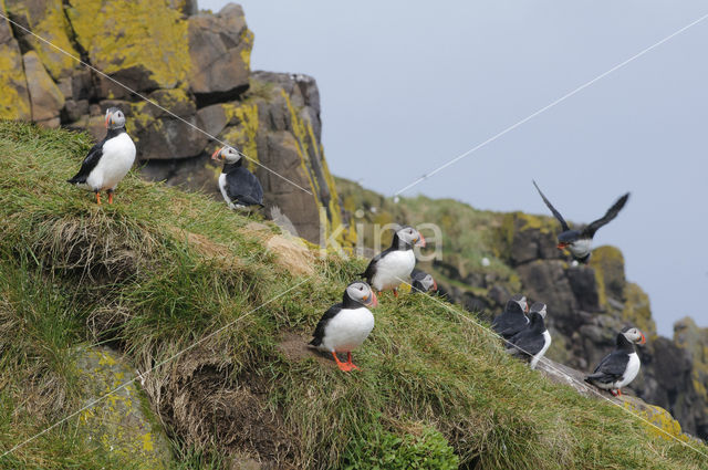 Atlantic Puffin (Fratercula arctica)