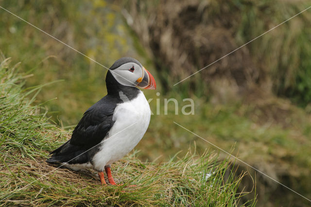 Atlantic Puffin (Fratercula arctica)