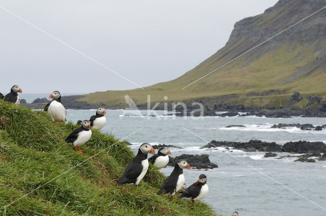 Atlantic Puffin (Fratercula arctica)